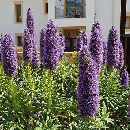 Omega Kefalonia